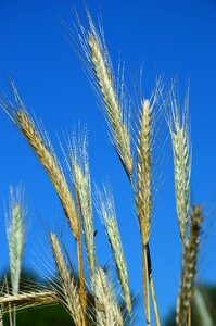Wheat ear summer photo