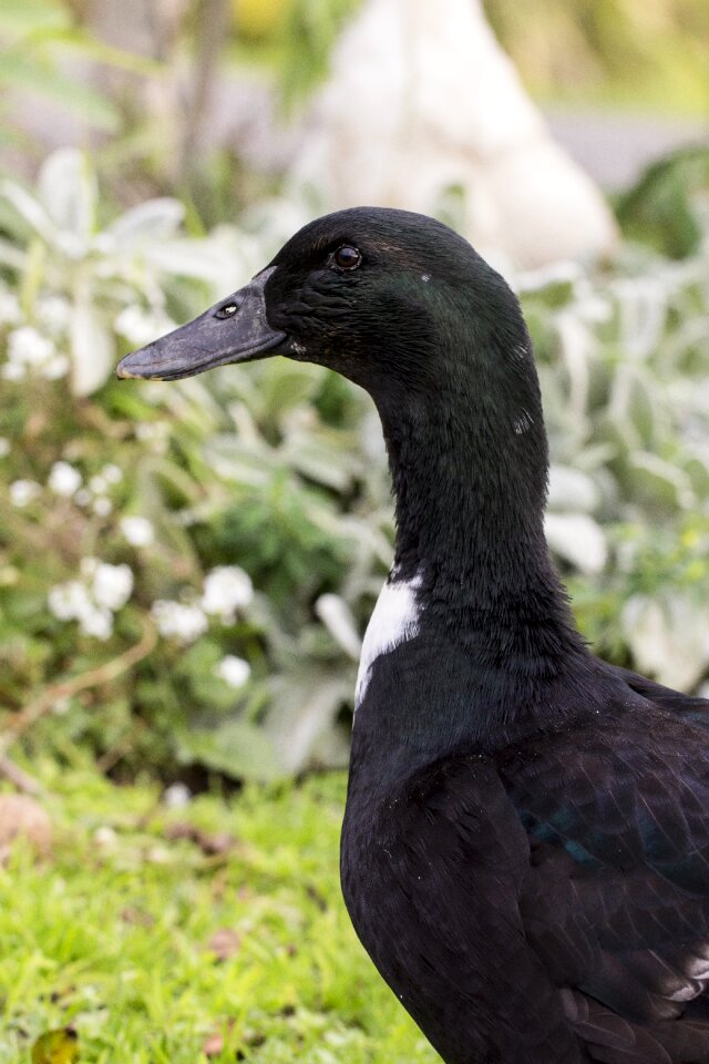 Nature bird