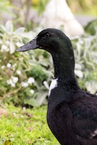 Nature bird