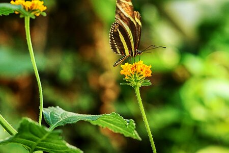 Flower nature photo