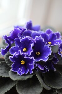 Violets purple flowers photo