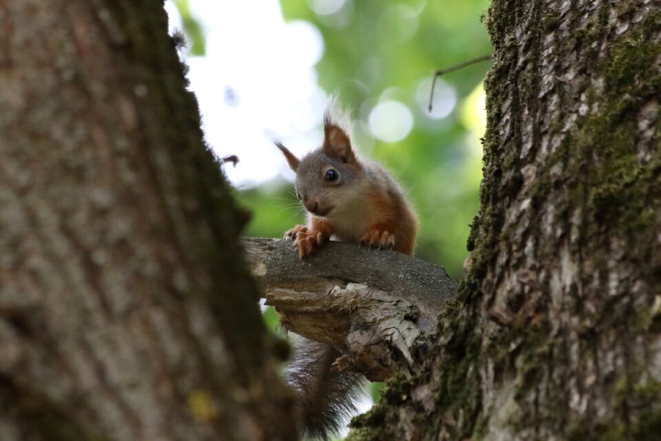 Wildlife photography tree view