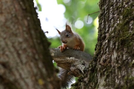 Wildlife photography tree view