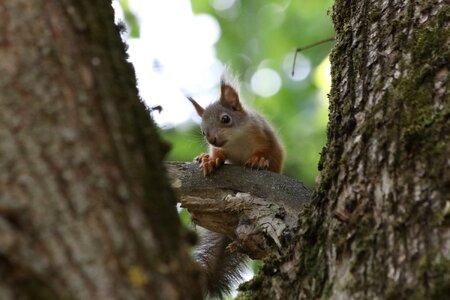 Wildlife photography tree view photo