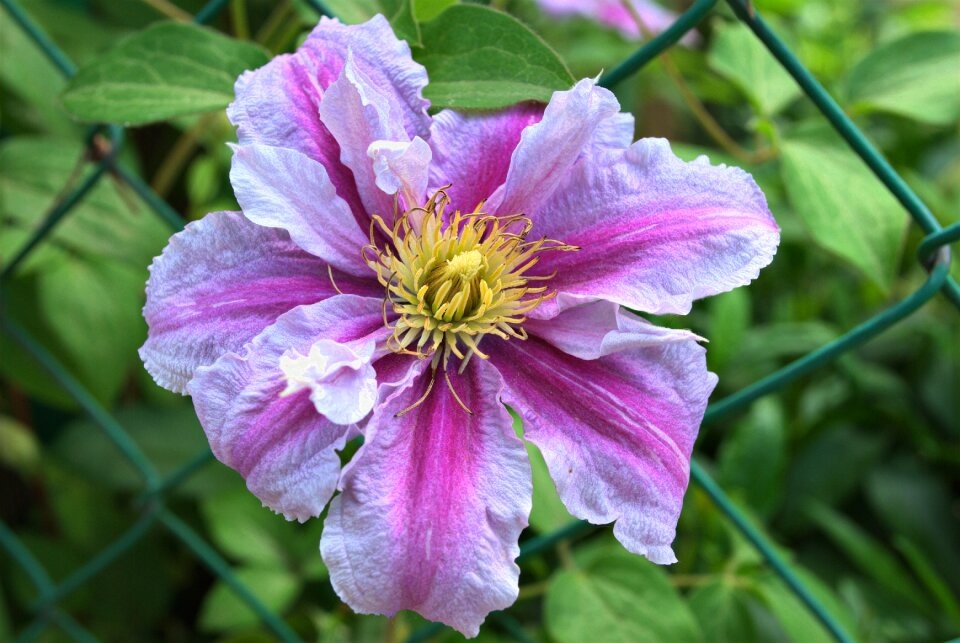 Garden macro plant
