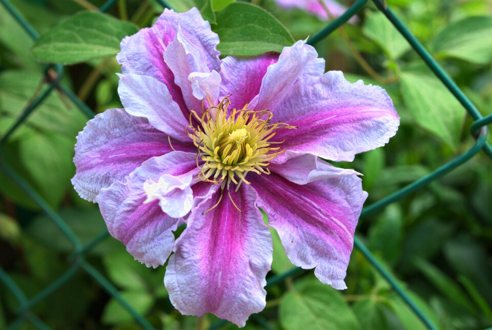 Garden macro plant photo