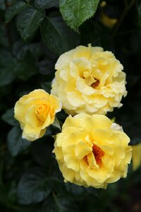 Rosebush flowering yellow flower photo