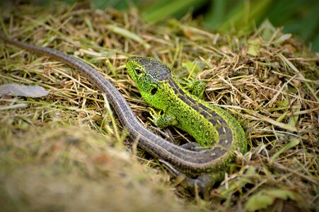 Nature cold blooded animals animal world