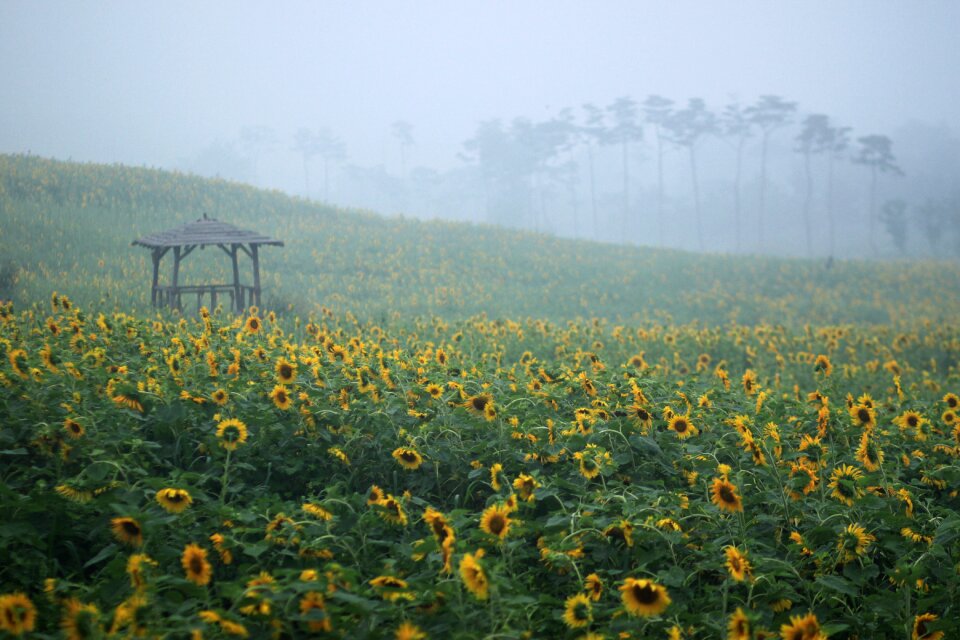 Farm yellow and sole
