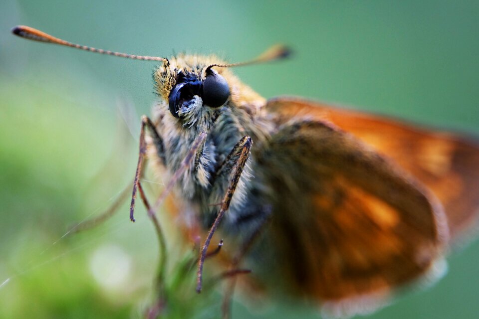 Insect spring nature
