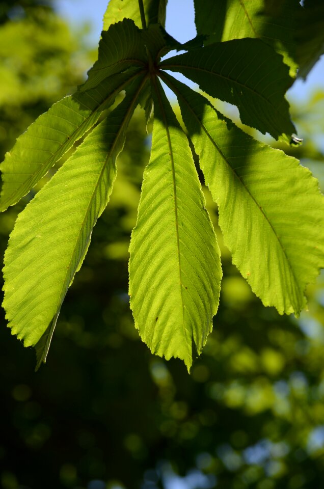 Chestnut tree green leaves