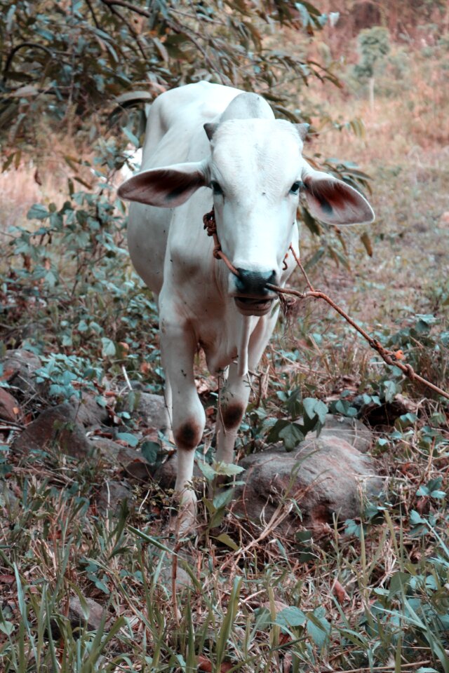 Nature farm mammal