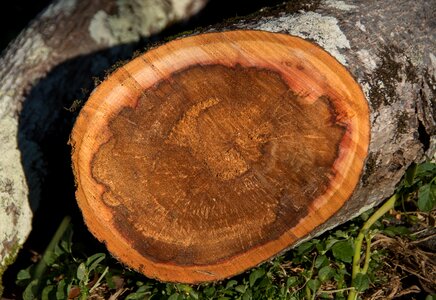 Sawn timber texture