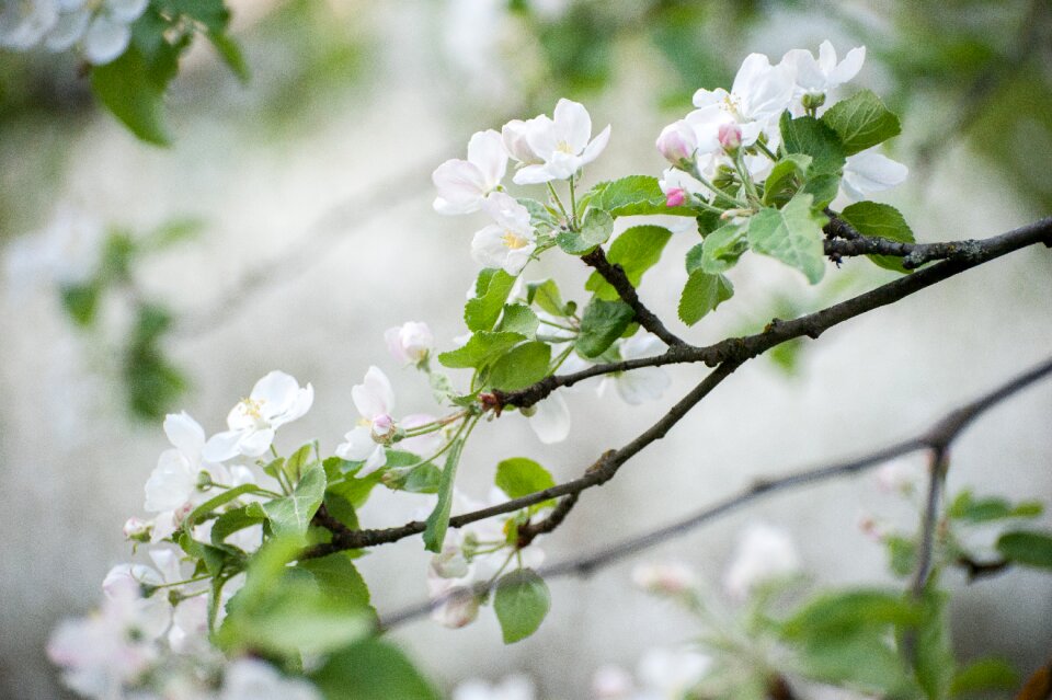 Bloom flower flowers