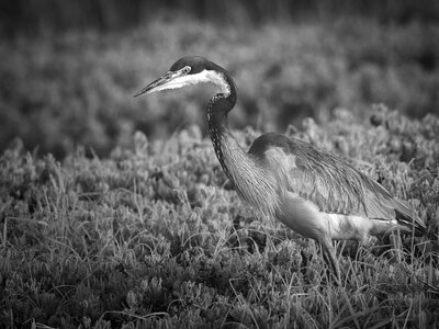 Nature crane wildlife photo