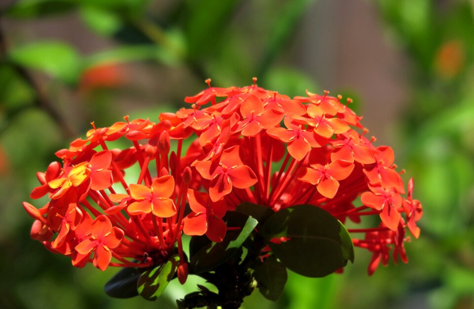 Red flowers ixora tropics