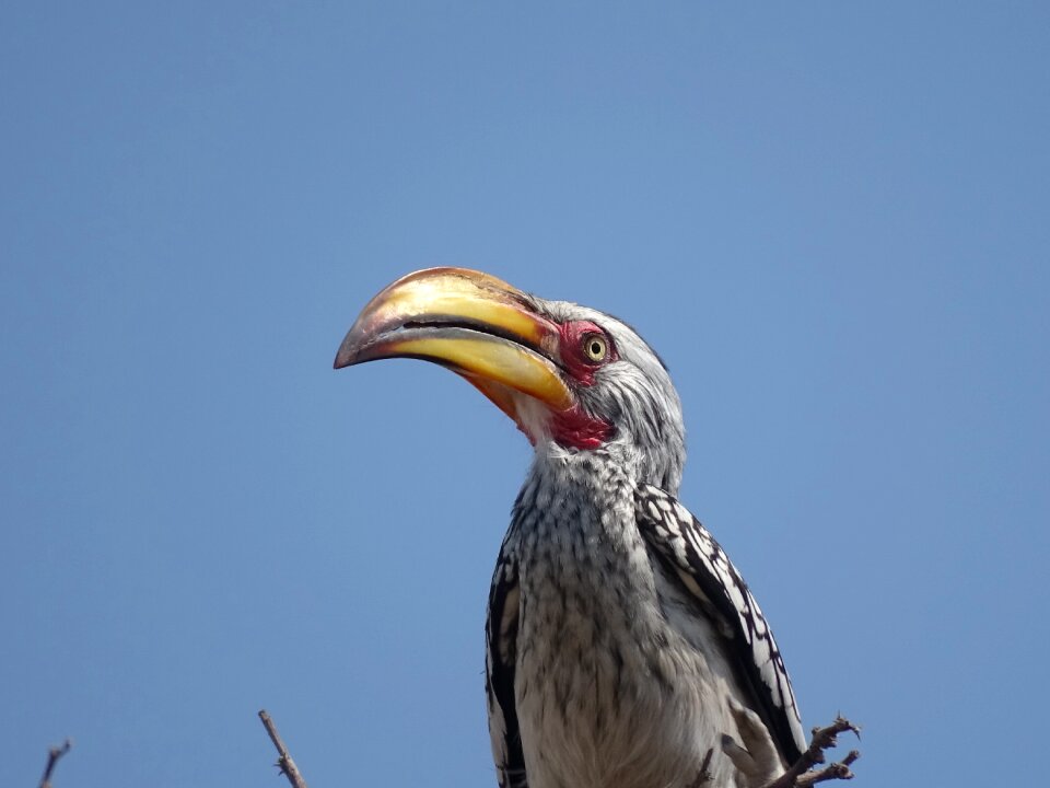 Exotic bird beak nature photo