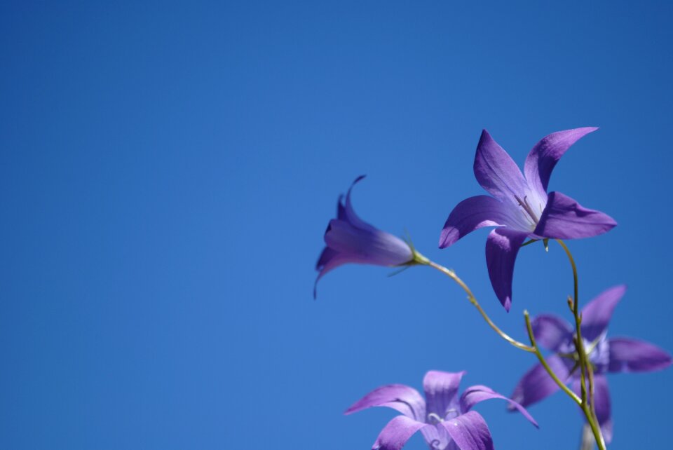 Flower background blue sky