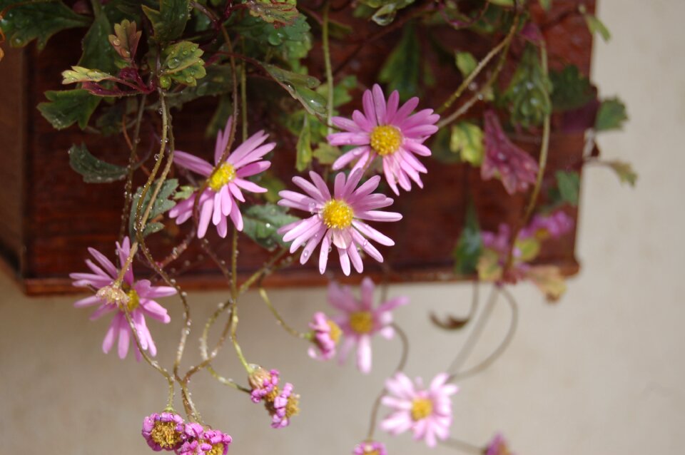 Summer bloom pink flower