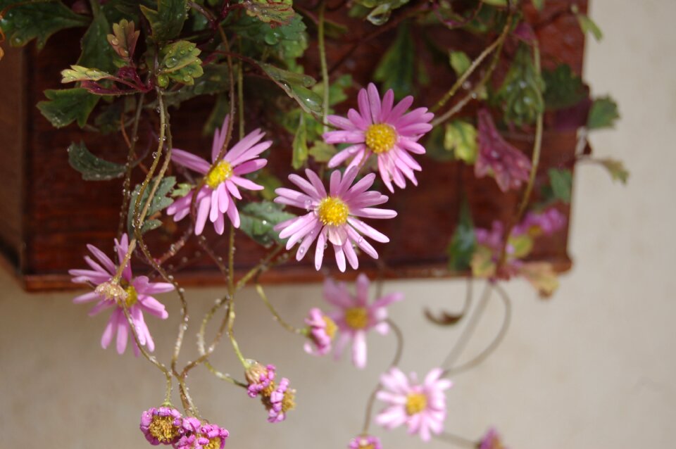 Summer bloom pink flower photo