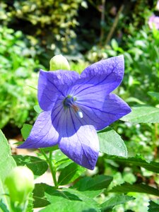 Blue flower drugs nature