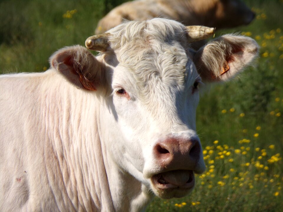 Pasture prairie field