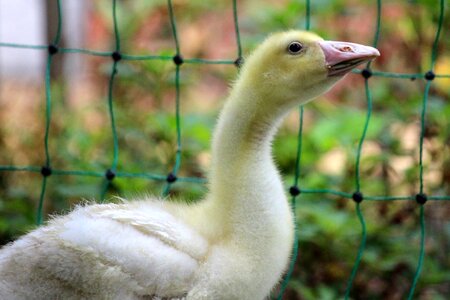 Poultry fluff goslings