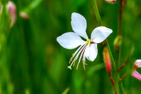 Natural hua xie plant