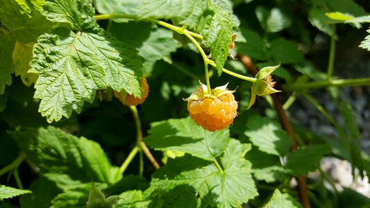 Raspberry yellow healthy