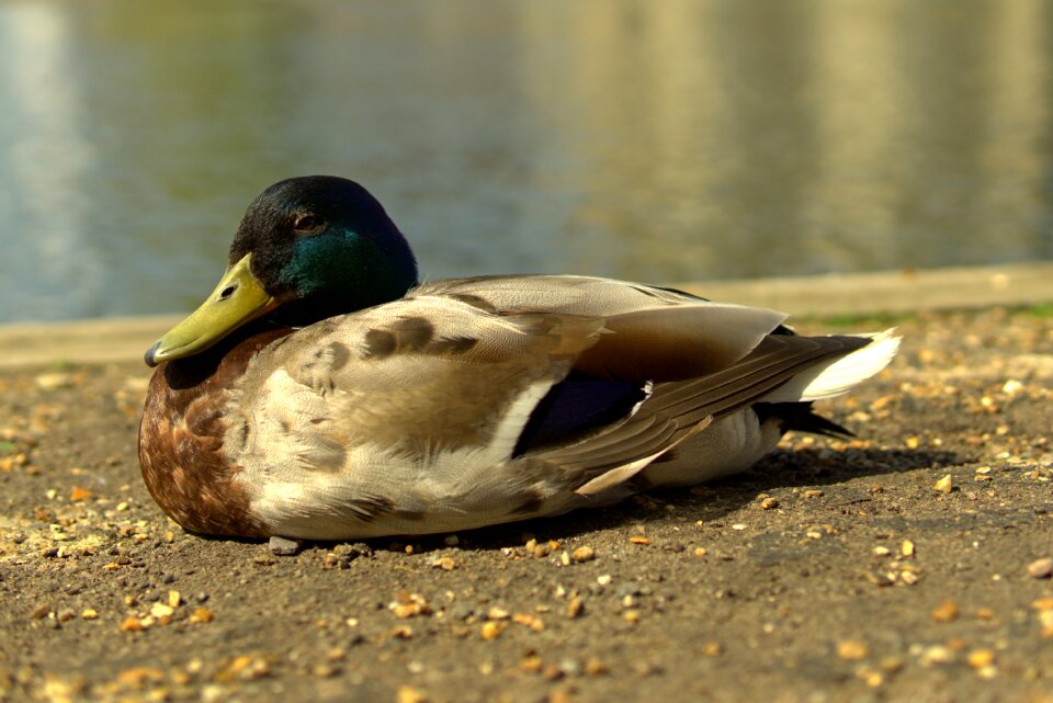 Duck by the river bird