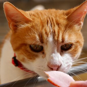 Feed orange cute