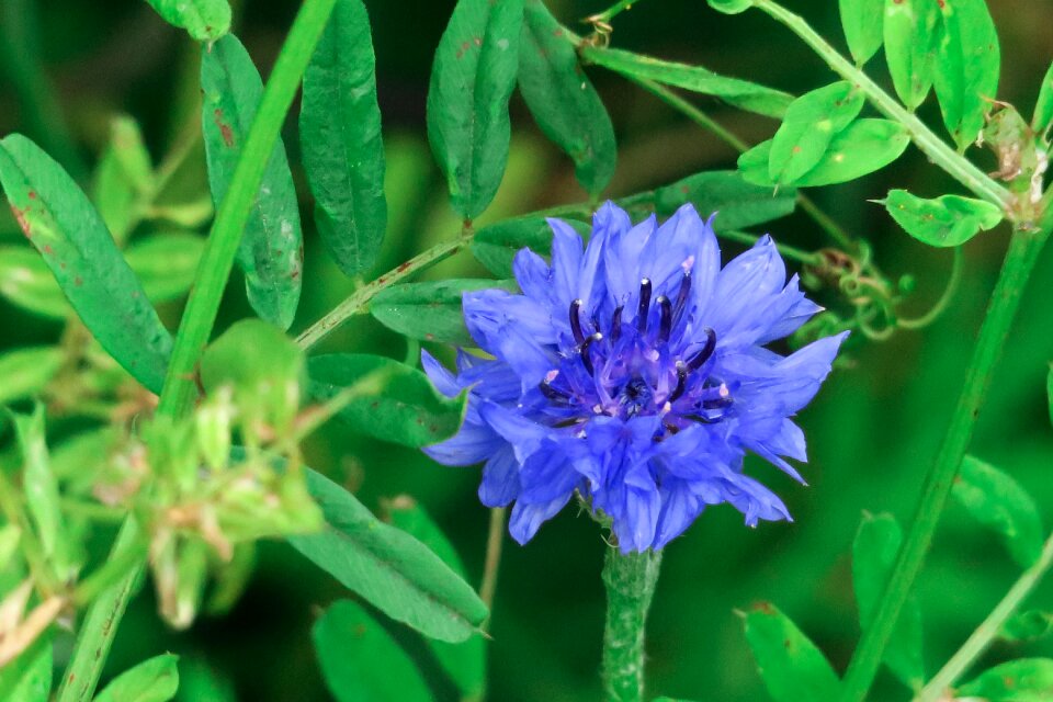 Natural wild flowers bloom
