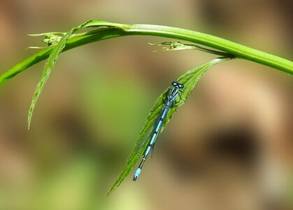 Close up macro animal photo