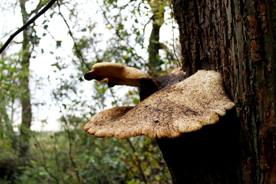 Trunk forest