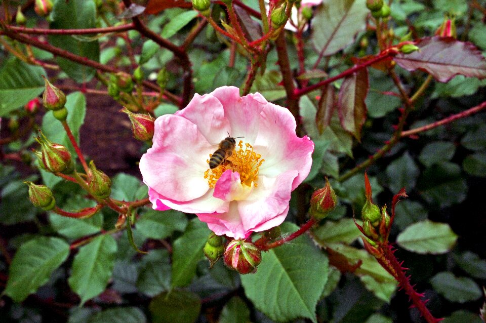 Honeybee rose floral