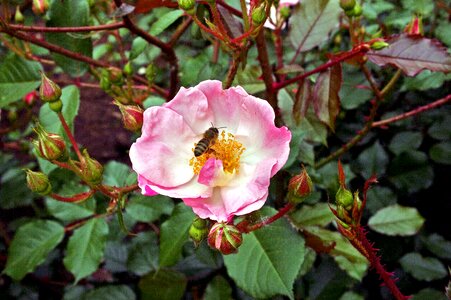 Honeybee rose floral