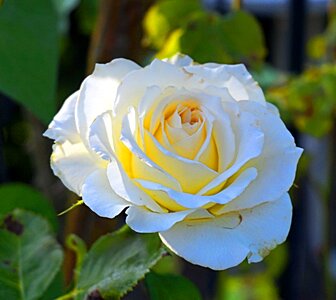 Bloom white rose rose bloom