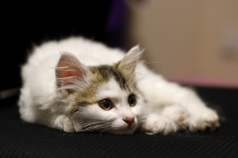 Animal cat pets