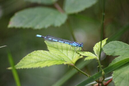 Wand dragonfly blue dragonfly flight insect photo