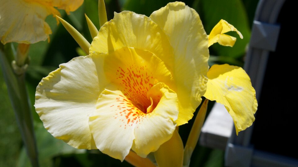 Plant floral blossom photo