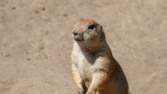 Cute curious meerkat