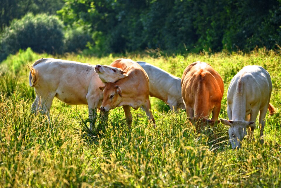 Cattle domestic grazing