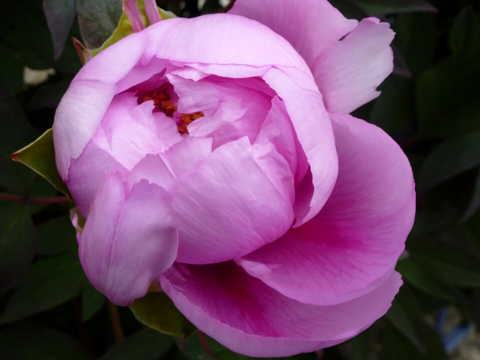 Hatching pink flowers flowering