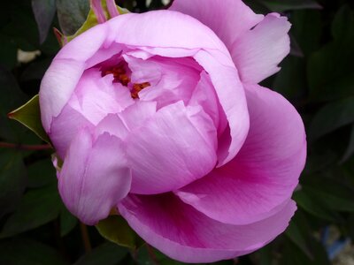 Hatching pink flowers flowering photo