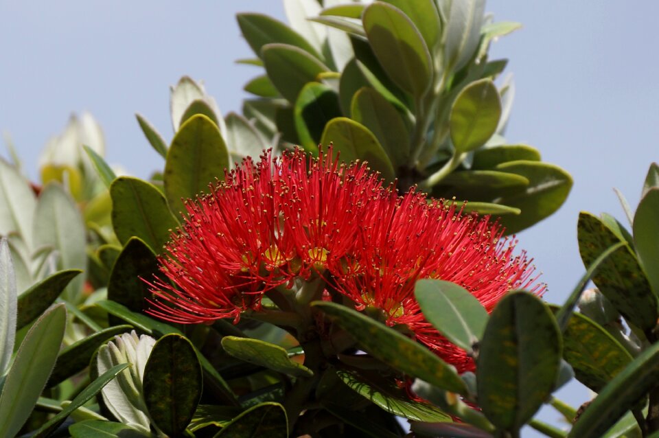 Tree flower photo