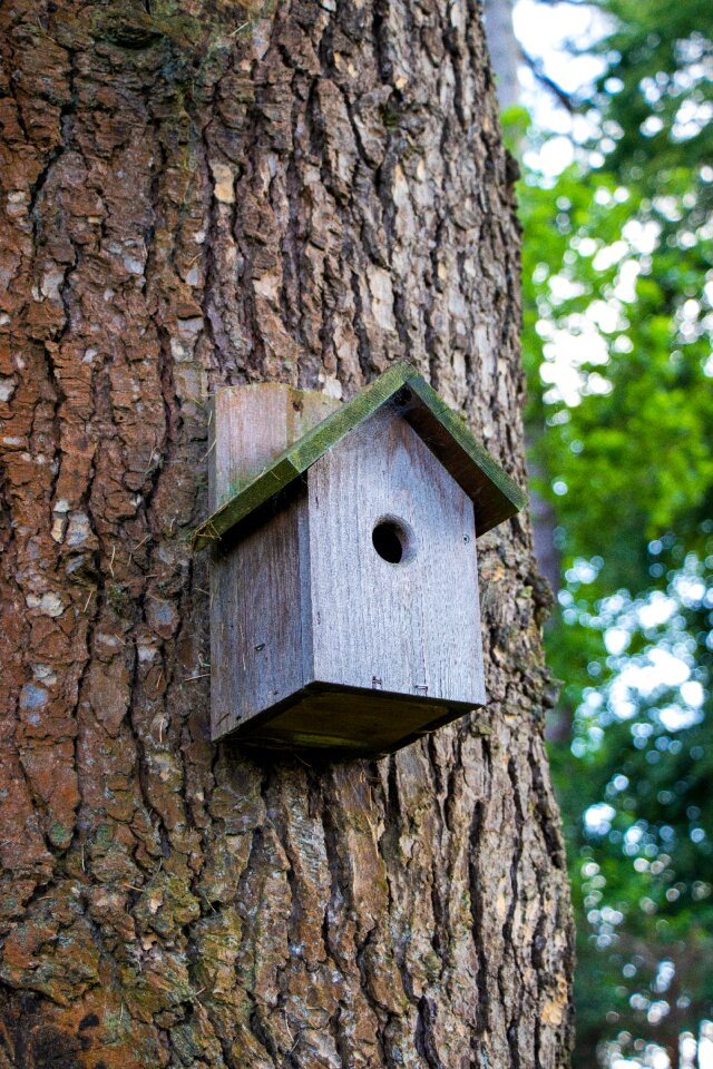 Tree box