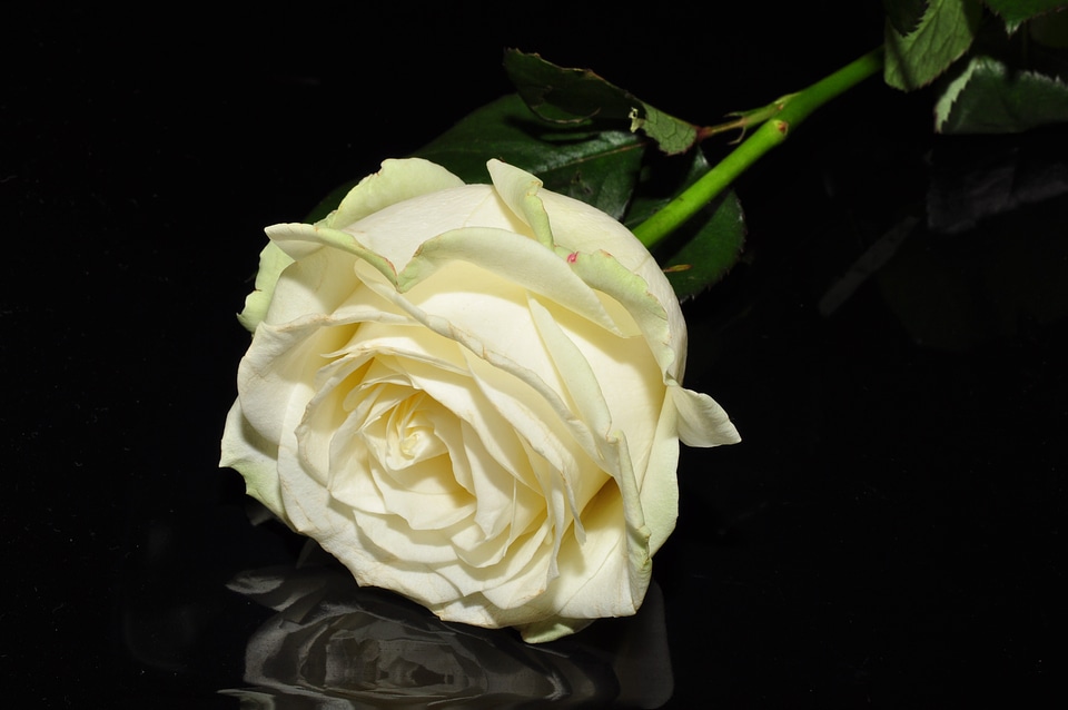 Ros white flower