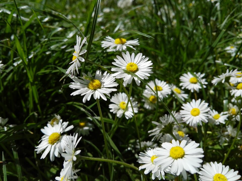 Wildflowers spring purity