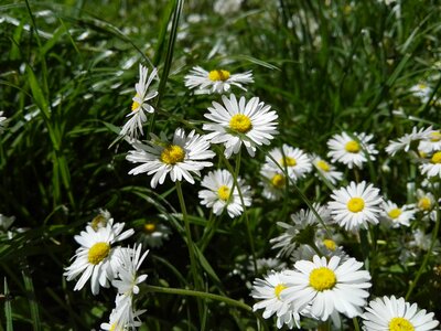 Wildflowers spring purity