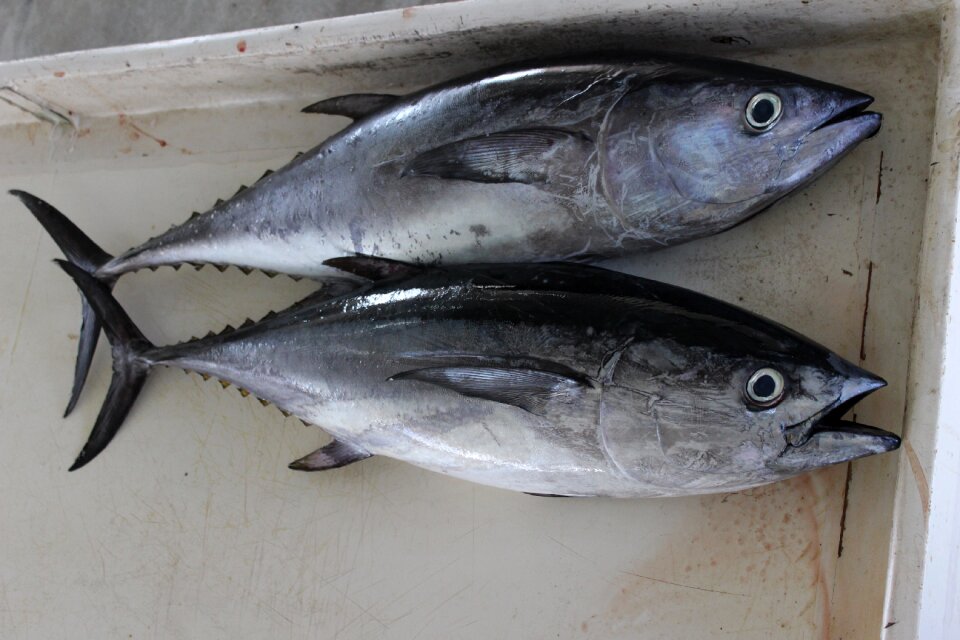 Fish sea eat